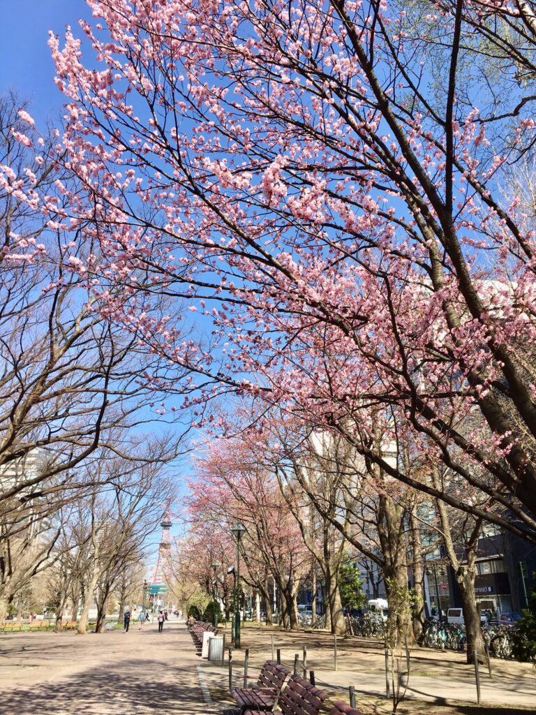 大通り公園の桜