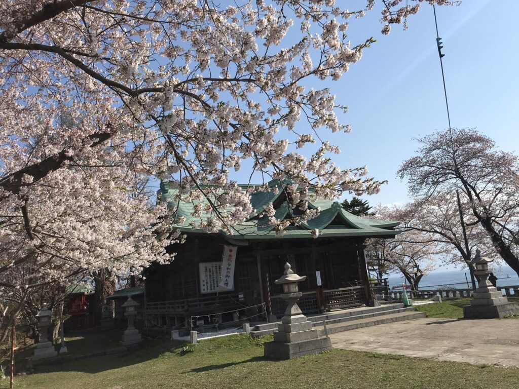 小樽水天宮の桜