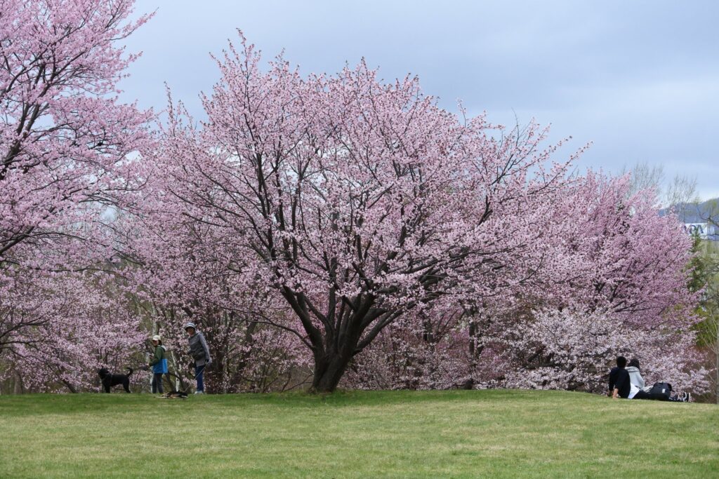真駒内公園の桜
