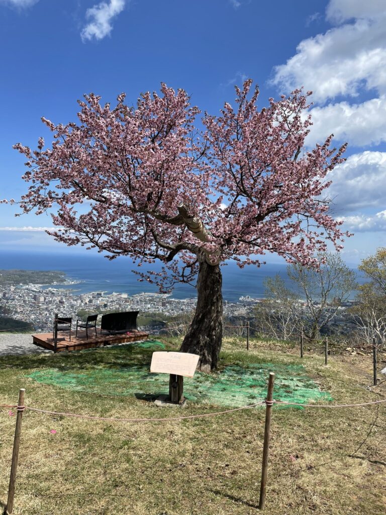 小樽天狗山の桜