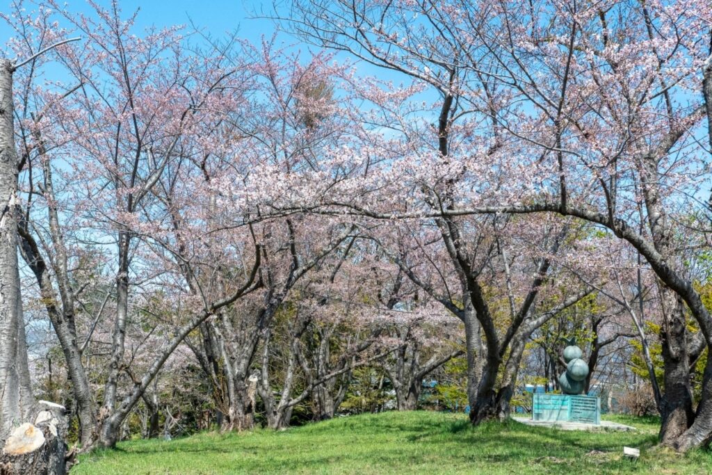 小樽平磯公園の桜