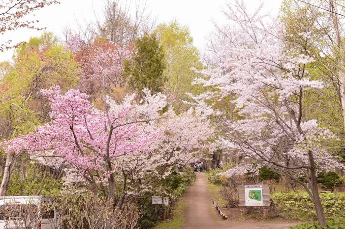 小樽長橋なえぼ公園の桜
