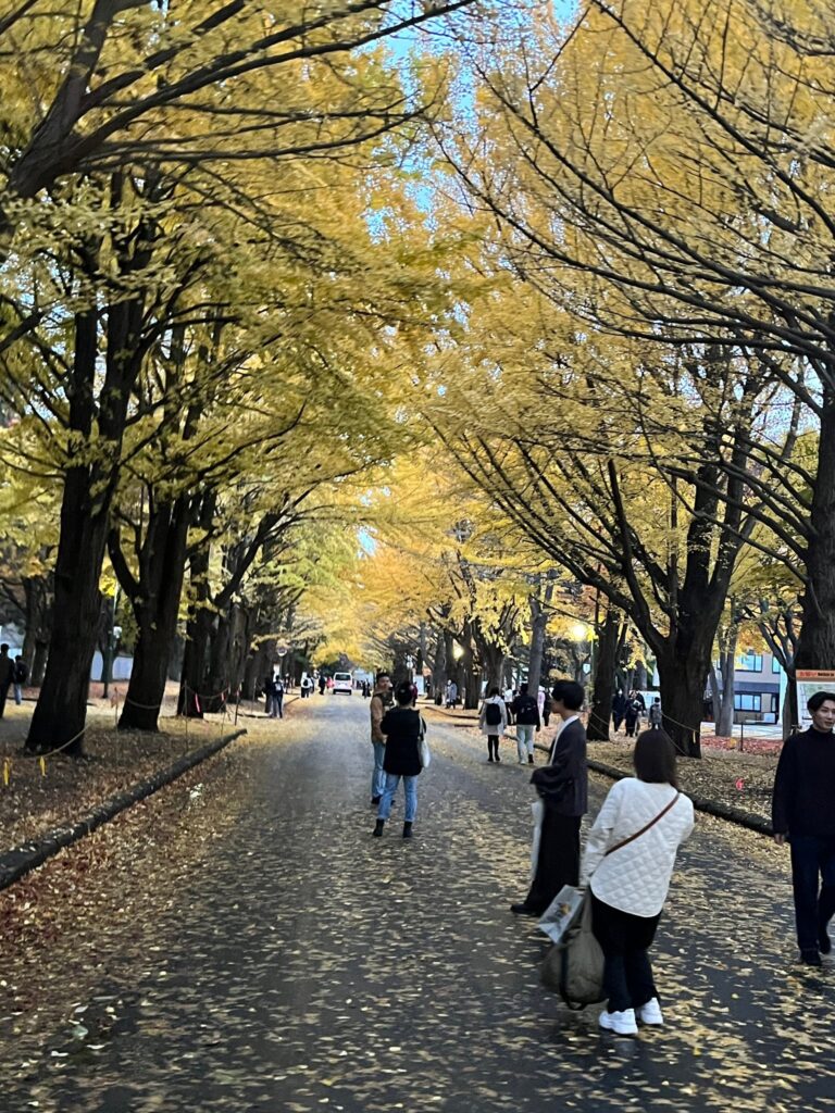 北大金葉祭　イチョウ並木