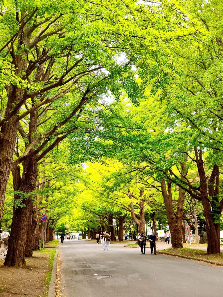 北大金葉祭　イチョウ並木
