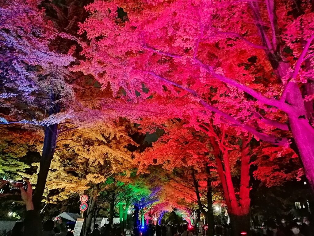 北大金葉祭　イチョウ並木