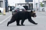 札幌に出現したヒグマ