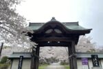 小樽天上寺の桜